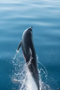 Delfín en crucero